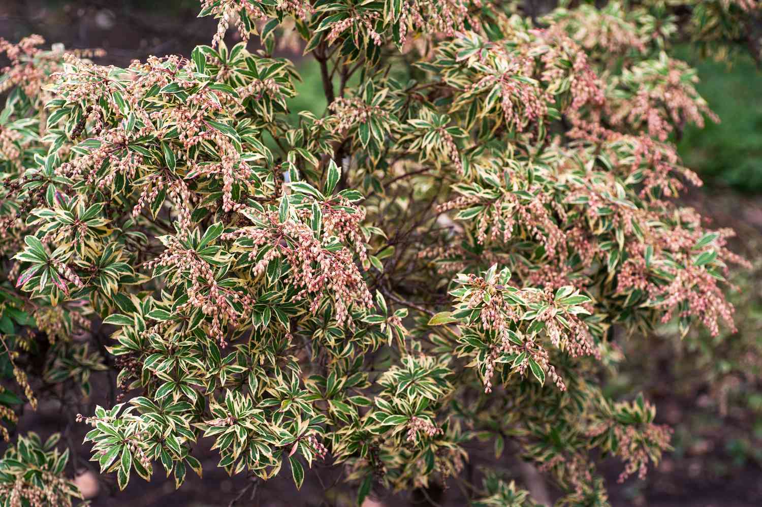 Arbuste de pieris japonais variegata avec des fleurs roses et des feuilles vertes et jaunes.