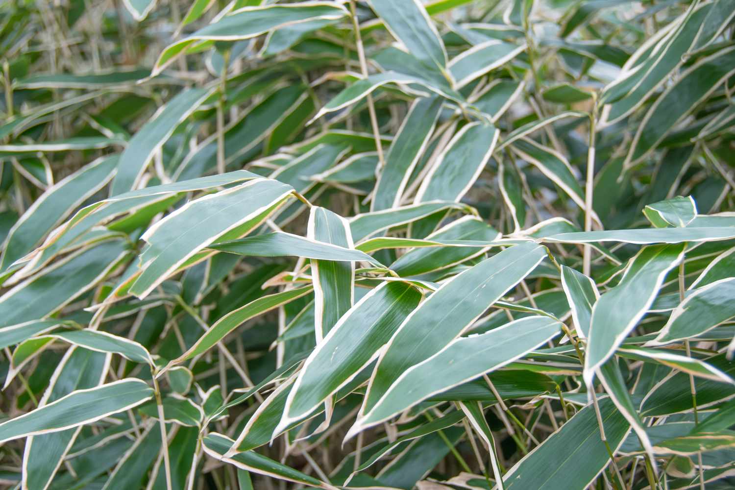 Cleyera