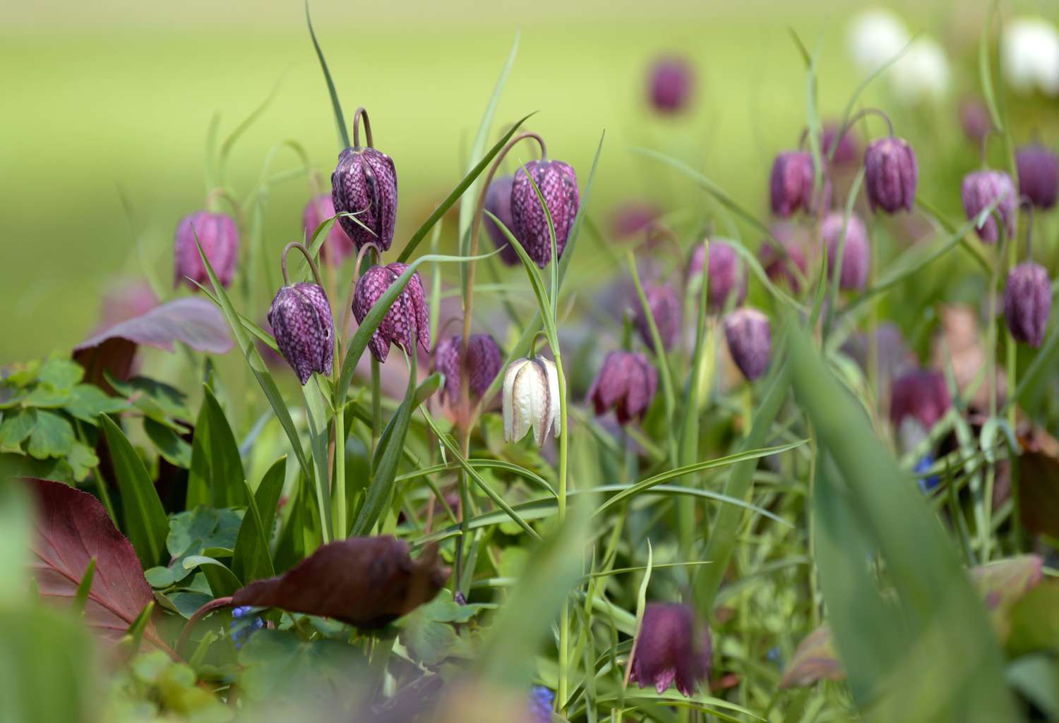 Plante de Fritillaria avec des fleurs blanches et violettes en forme de clochettes tombant sur de fines tiges.