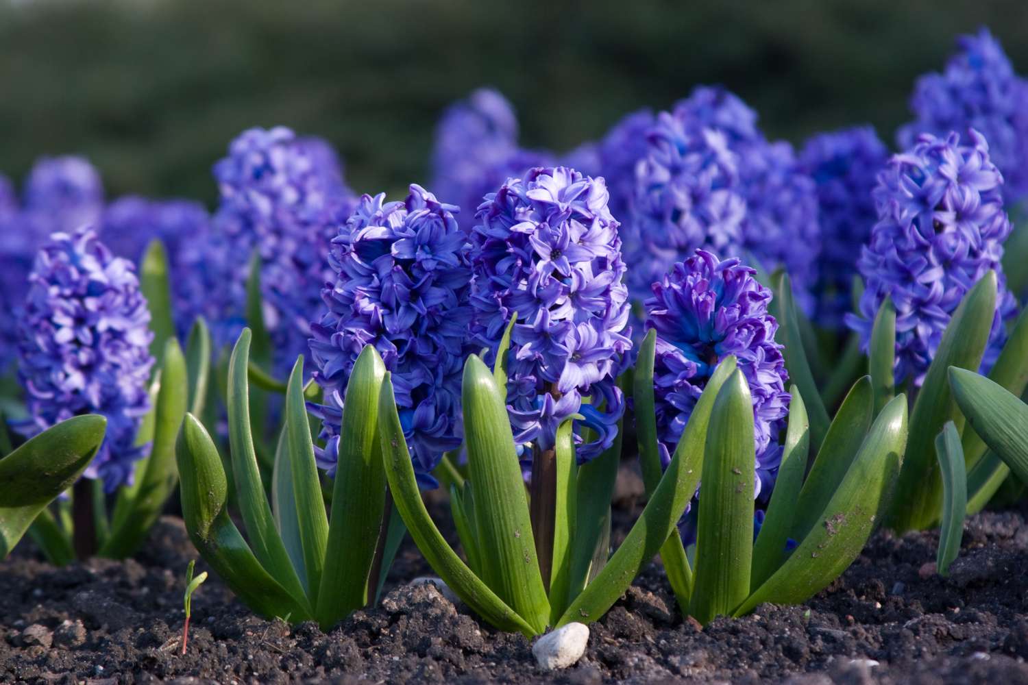Jacinthe bleue Hyacinthus orientalis