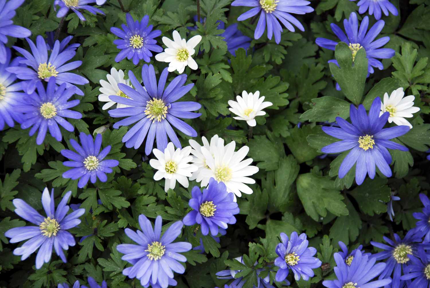 Anemone blanda, Greek Windflower Anémone à floraison précoce poussant à l'ombre dans le jardin. Elle existe en bleu, blanc et rose.