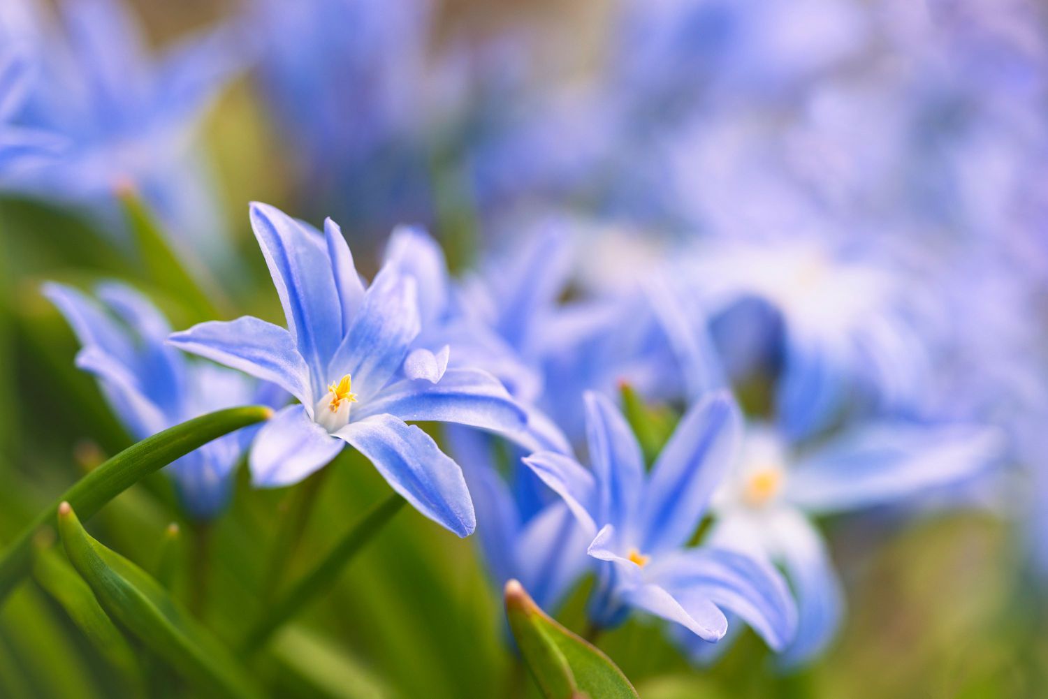 Gloire de la neige Chionodoxa luciliae