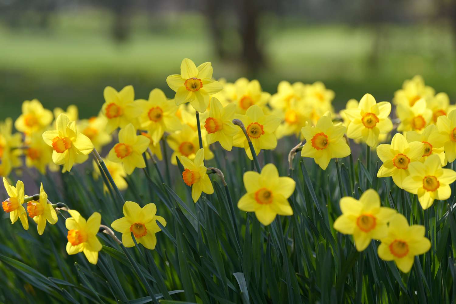 Plantes de jonquilles groupées dans le jardin avec des fleurs jaunes et orange en forme d'étoile.