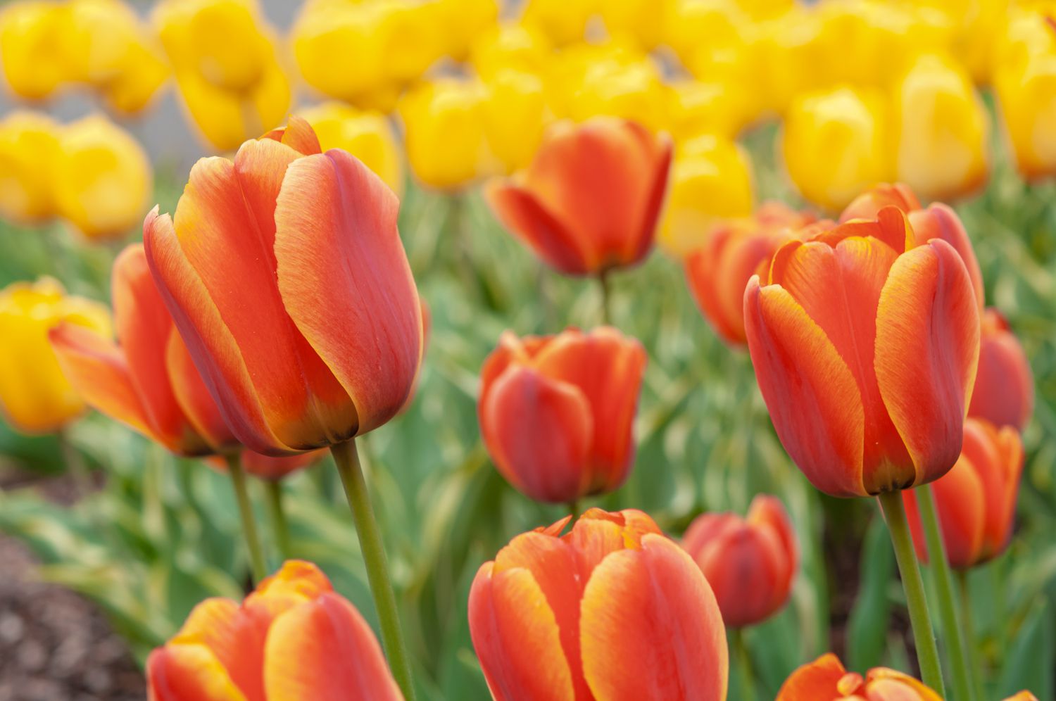 tulipes
