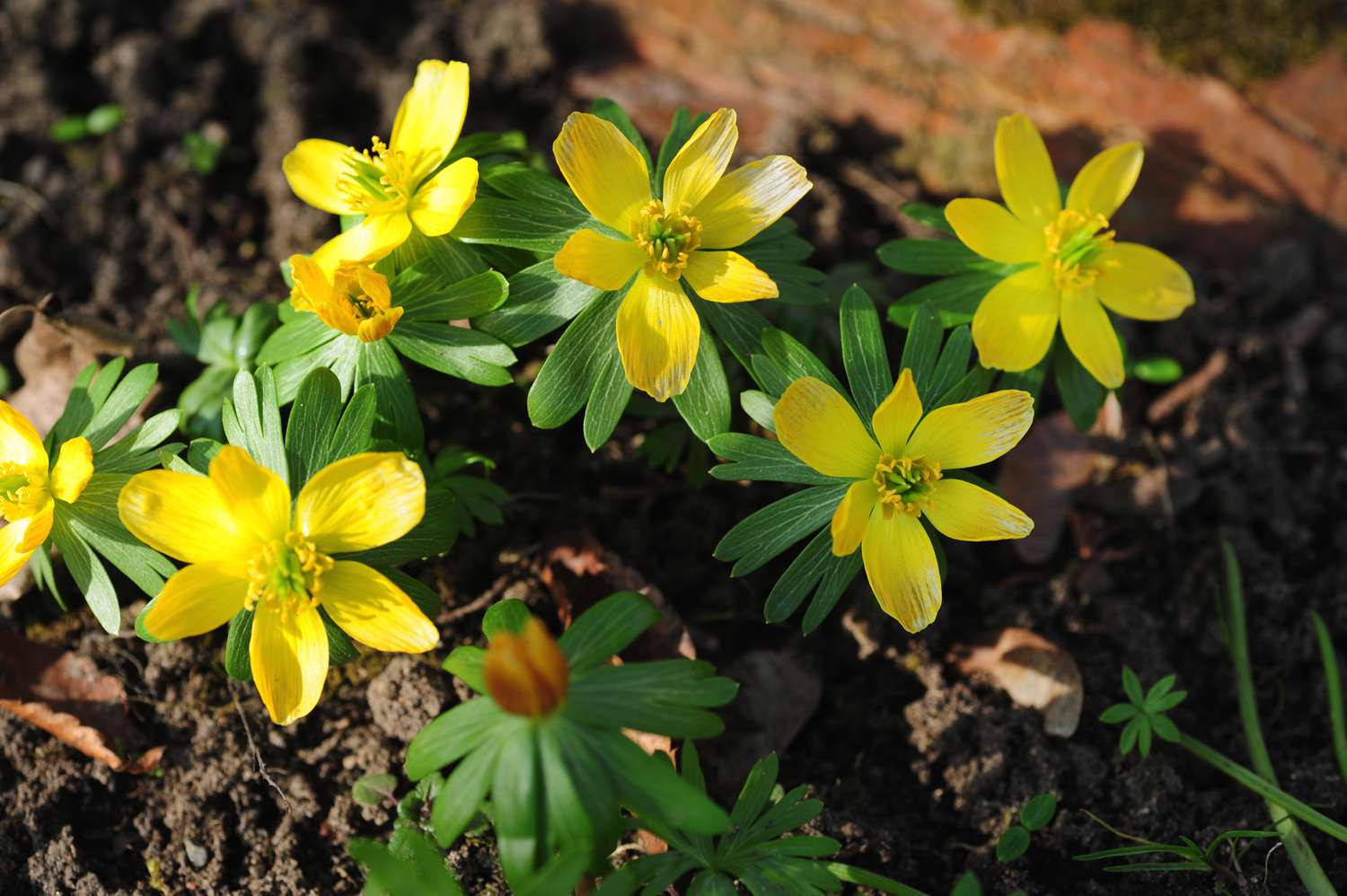 Fleurs jaunes d'aconit d'hiver