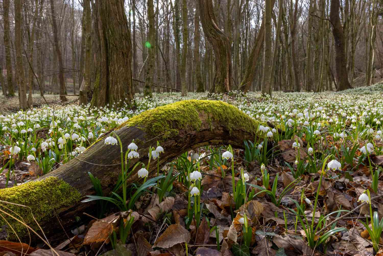 Leucojum vernum, flocons de neige printaniers poussant dans un bois avec des troncs moussus.