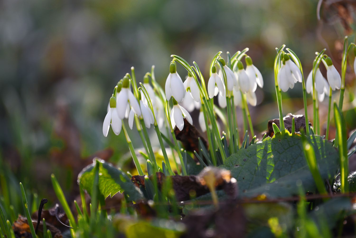 Plante de perce-neige avec de petites fleurs blanches en forme de clochettes tombant sur de courtes tiges.