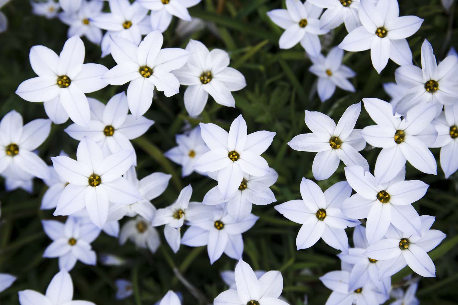 Fleur étoilée Ipheion uniflorum