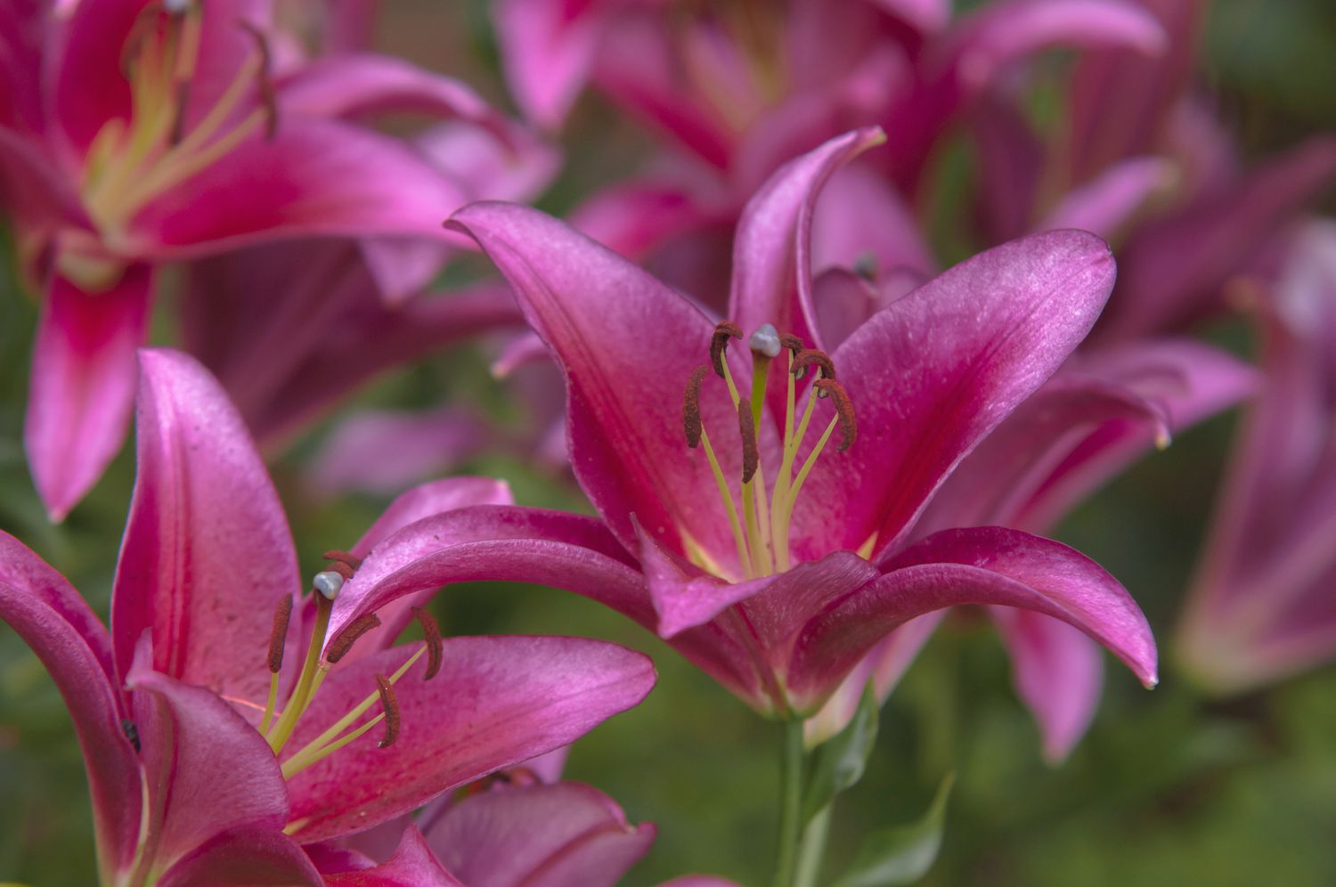 Lys à trompette orientale 'Redford' avec des fleurs roses gros plan