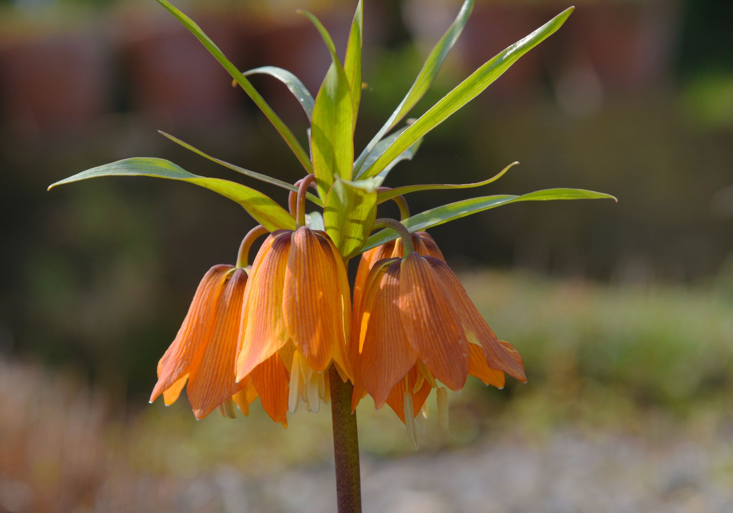 Plante de fritillaire avec des fleurs en forme de clochettes jaune-orange tombant sous de longues folioles.
