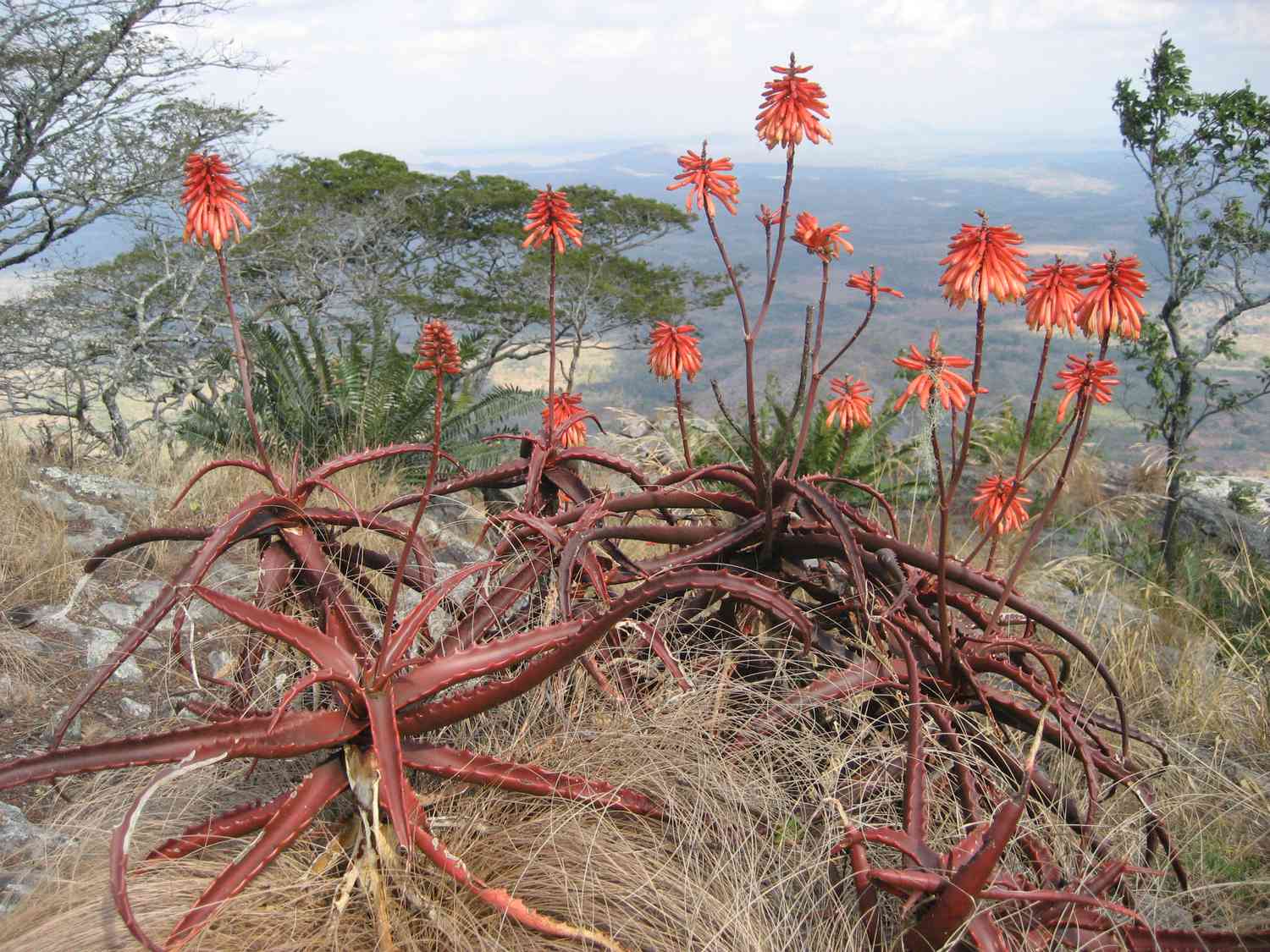 Aloès rouge