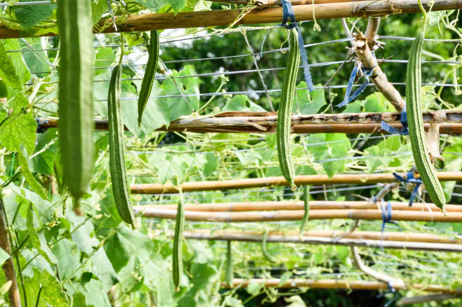 Les courges Luffa nécessitent un treillis solide.
