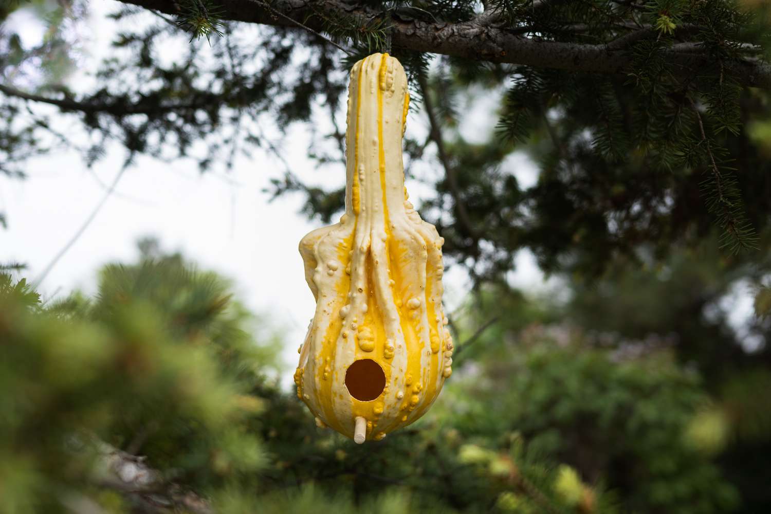 Calebasse jaune et blanche suspendue à une branche d'arbre pour servir de nichoir.