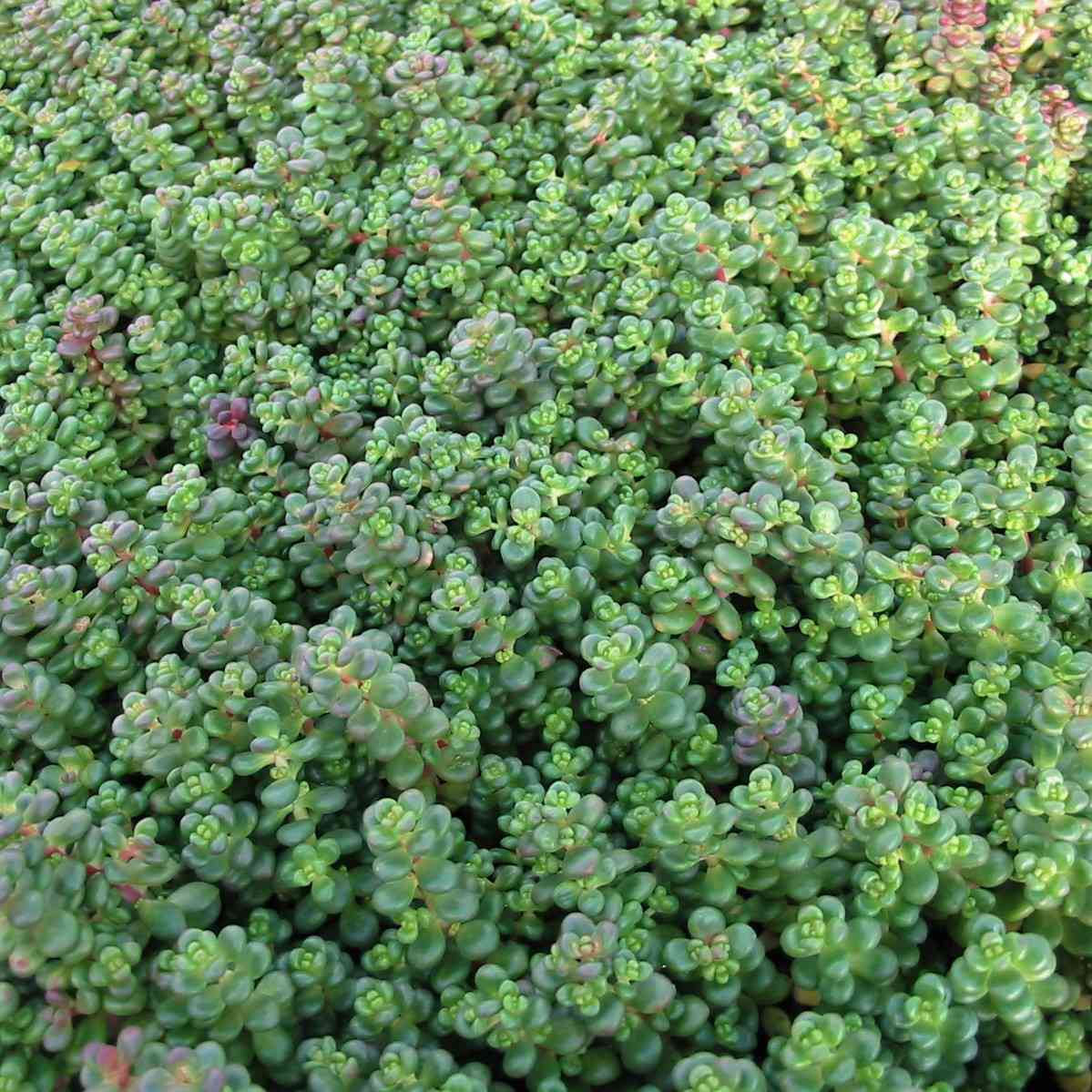 Cascade stonecrop verte