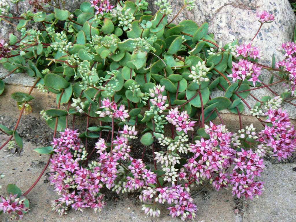 Tilleul de Mongolie rose avec des feuilles vertes et des fleurs roses et blanches.