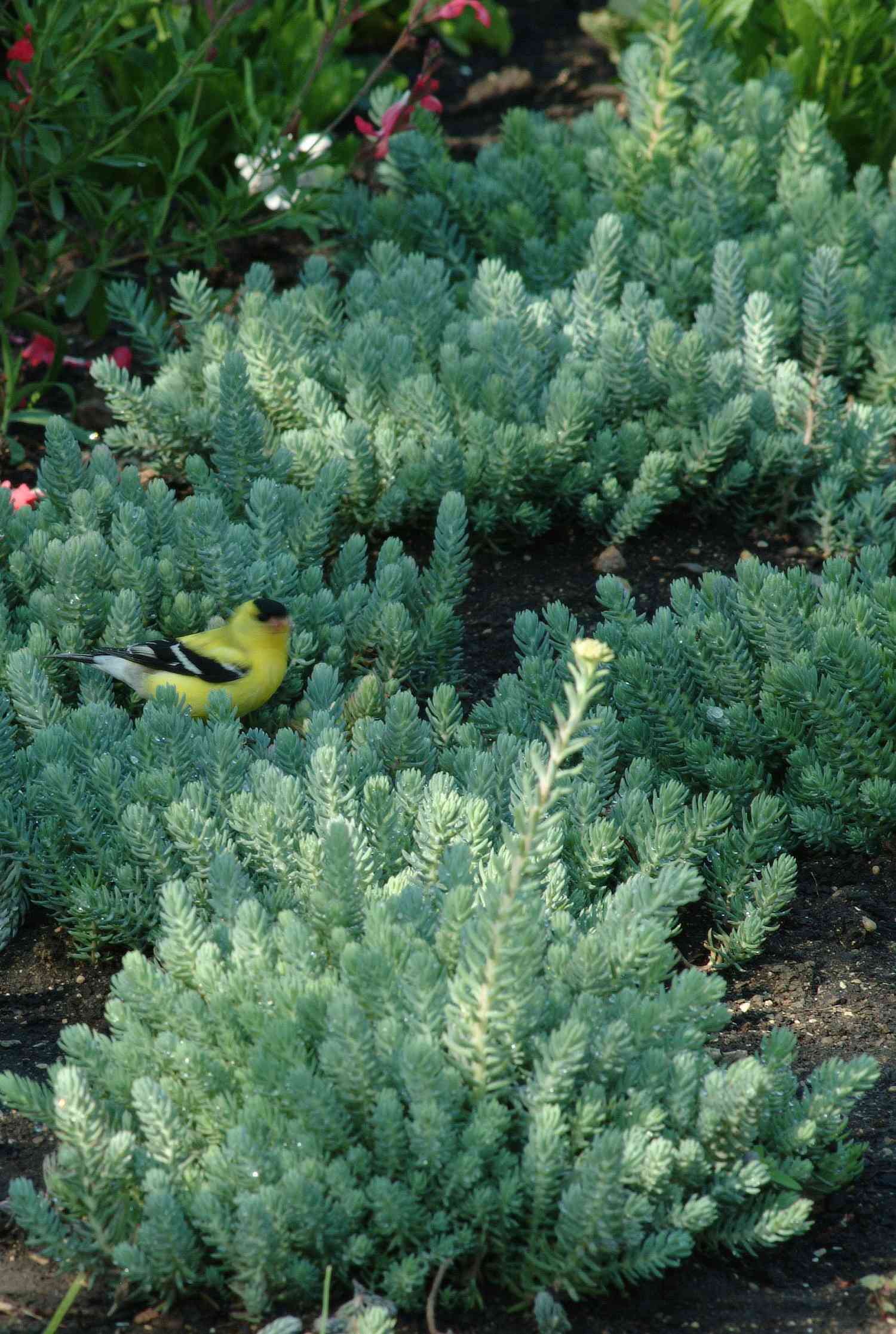 Sedum 'Blue Spruce' avec un oiseau jaune dans son feuillage vert.