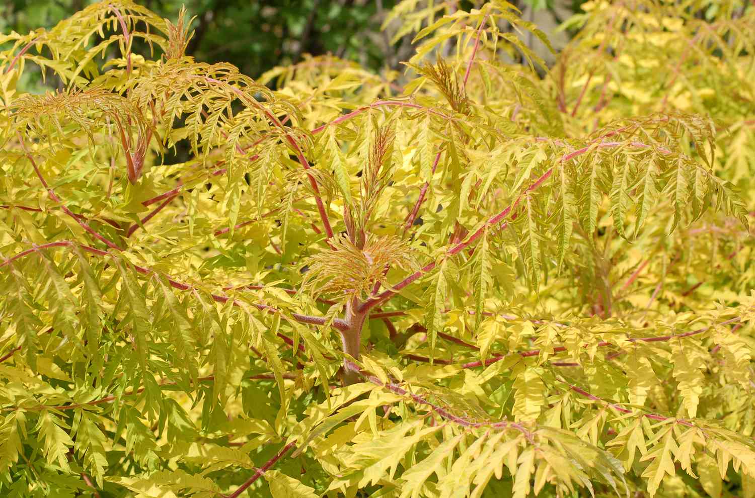 Sumac à œil de tigre