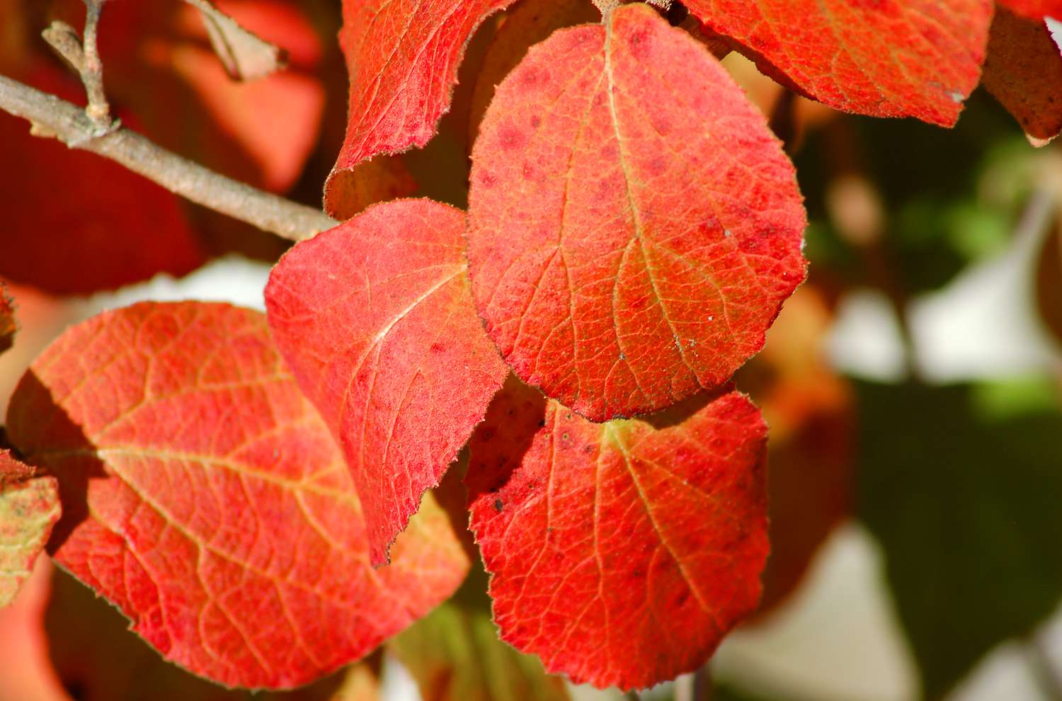 Viburnum à épices coréennes