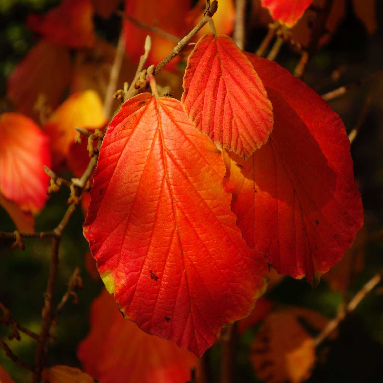 Feuilles d'hamamélis