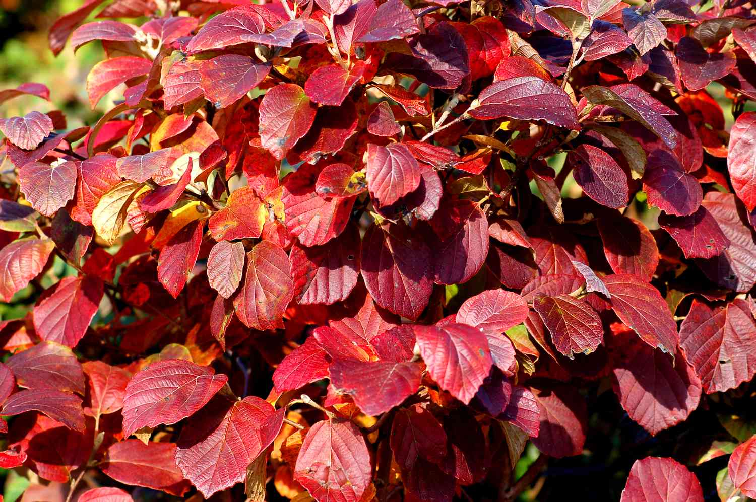 Buisson de fothergilla