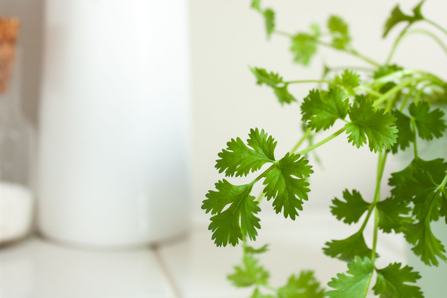 gros plan des feuilles de coriandre