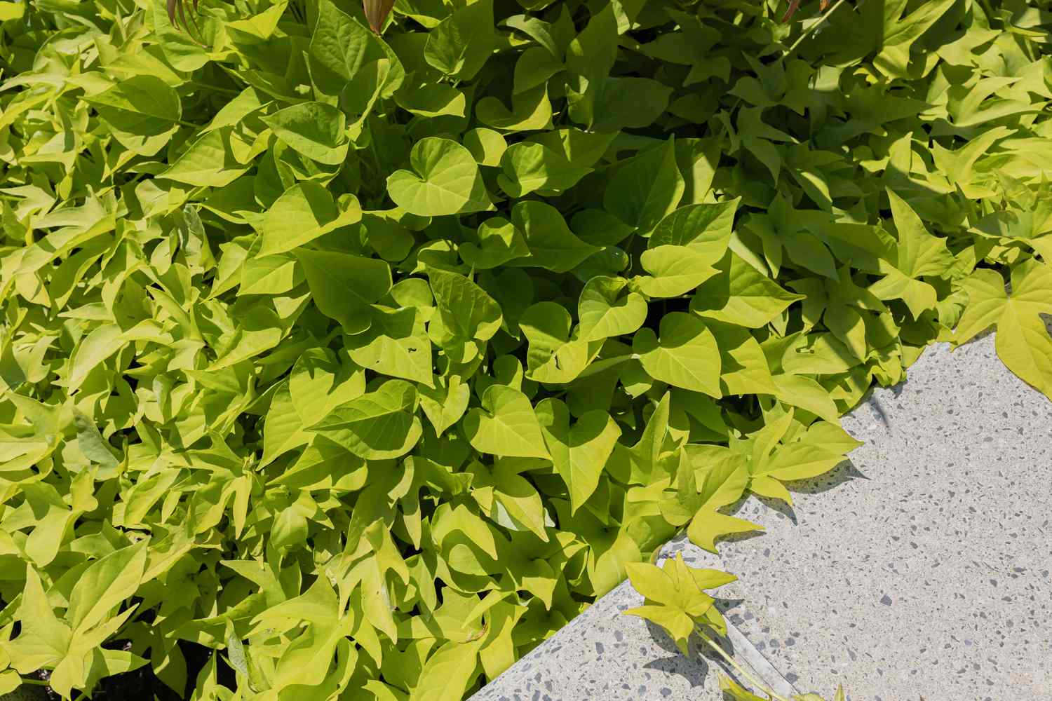 vigne de patate douce dans un paysage