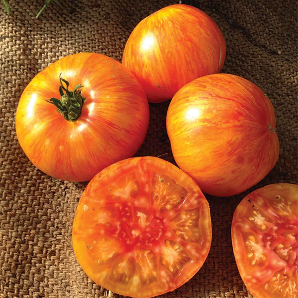 Tomates Beauty King entières et tranchées sur toile de jute