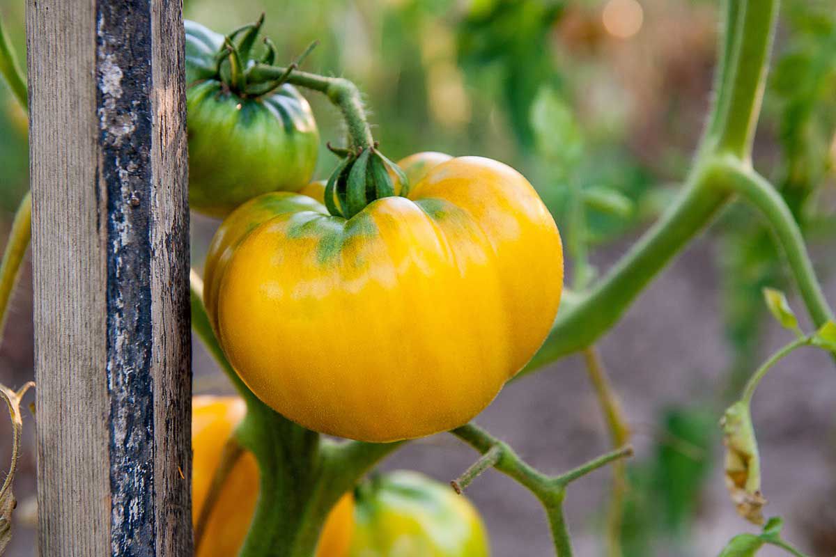 Basinga Plante de tomate jaune avec fruits