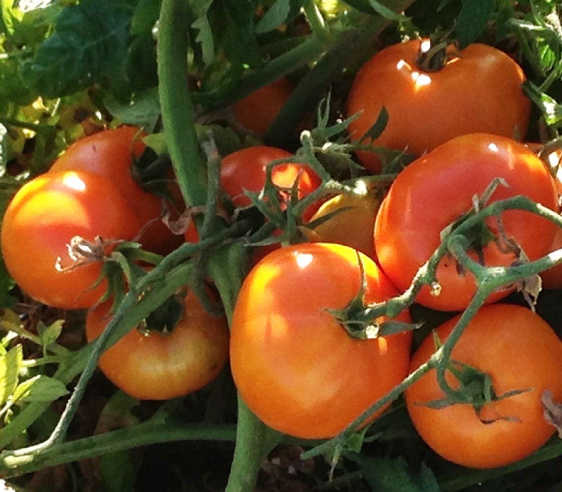 Plante de tomate Earl of Edgecombe