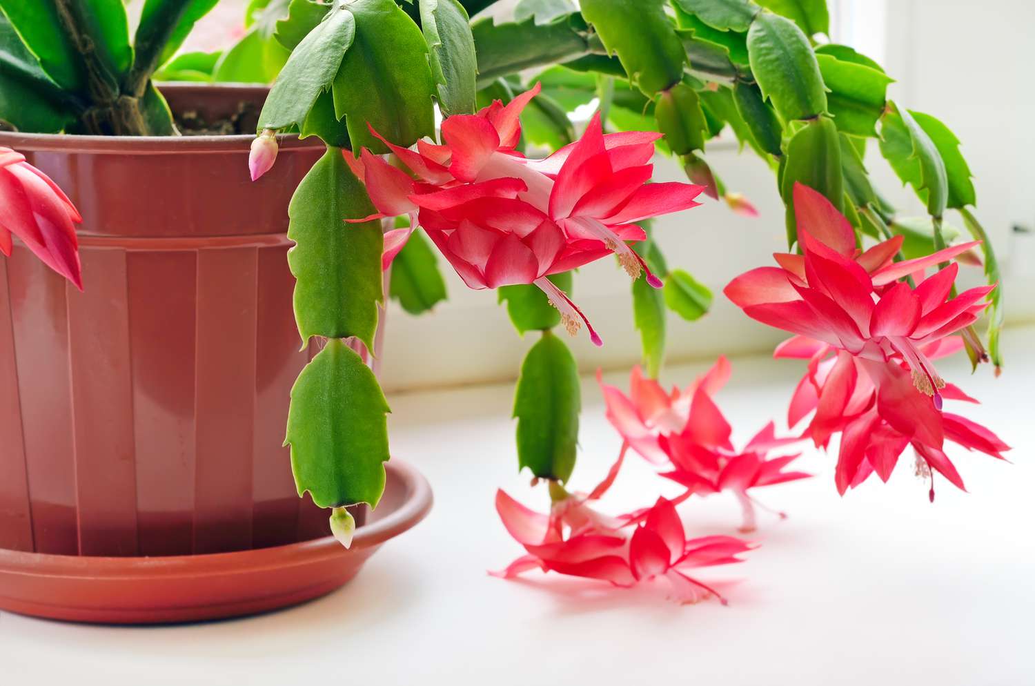 Cactus de Noël