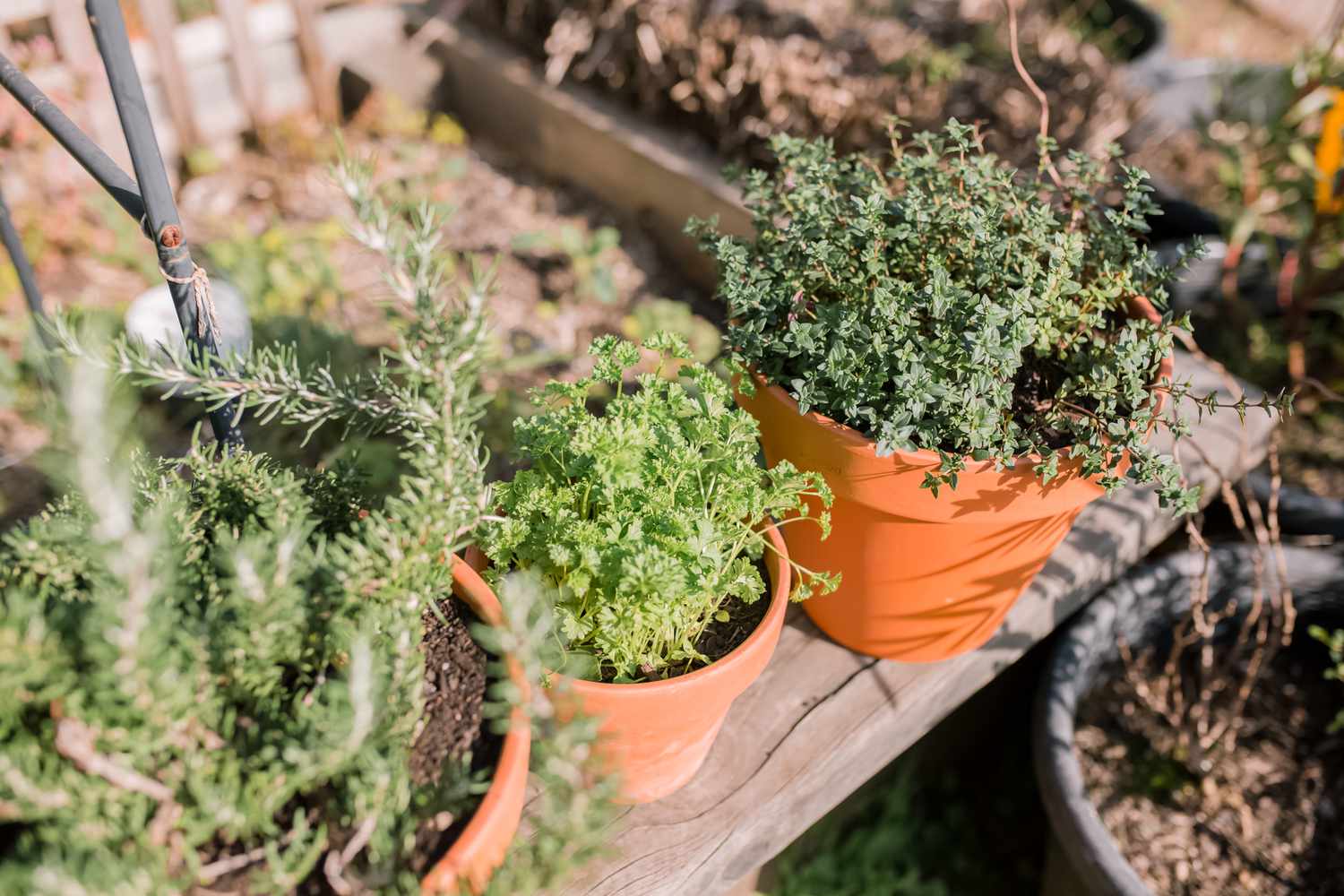 herbes en plein soleil