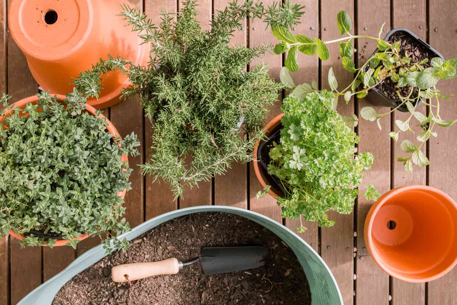 herbes en pots à côté d'un grand conteneur