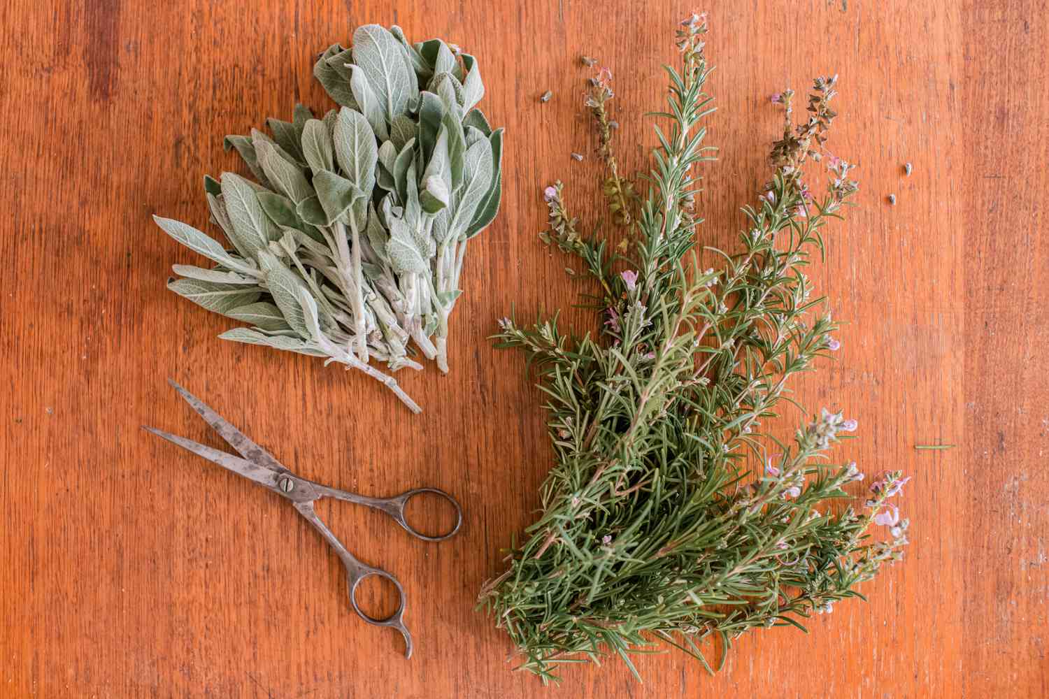 herbes et ciseaux