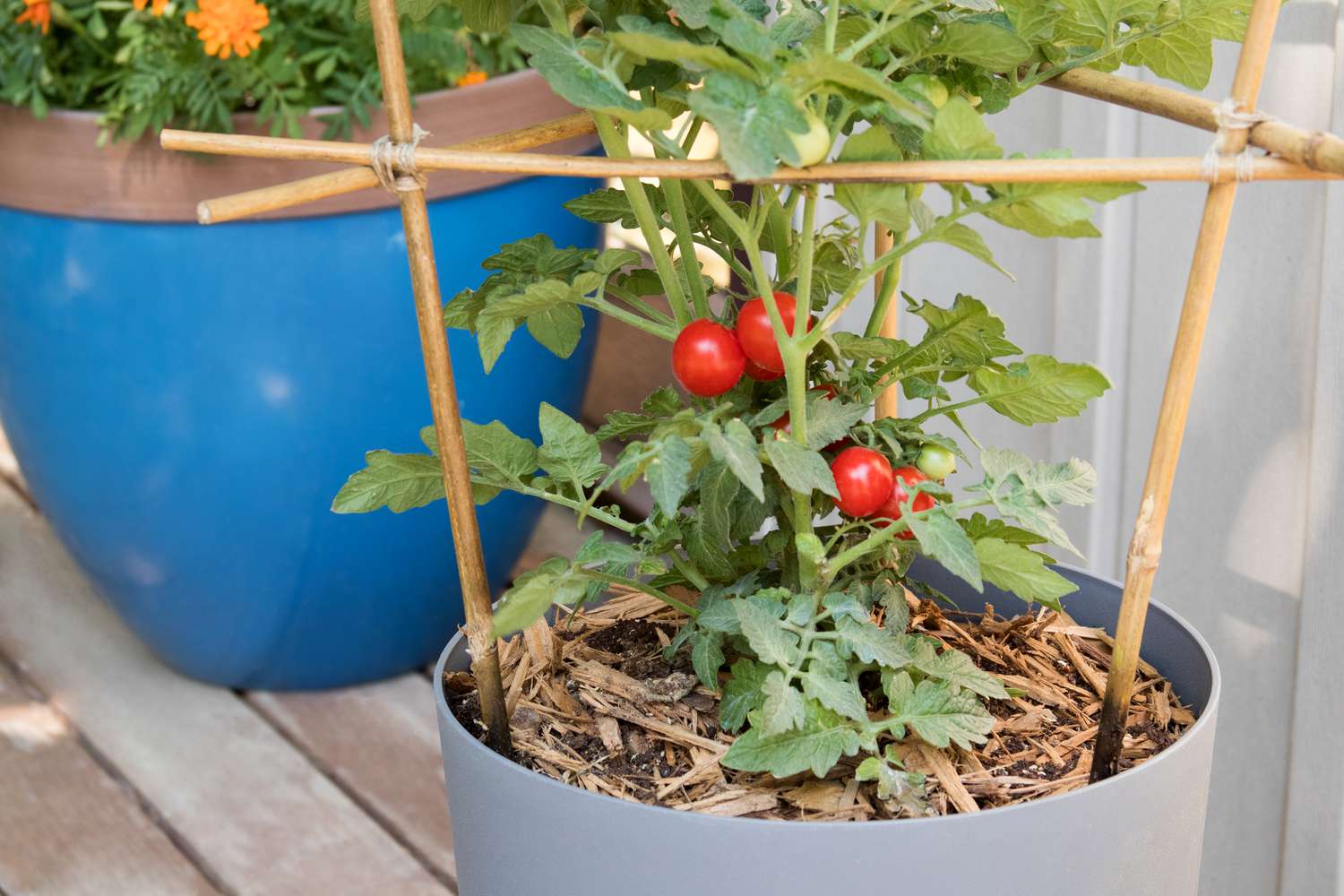 Plante de tomates en pot dans un conteneur gris avec de petites tomates rouges suspendues entre des treillis de soutien.