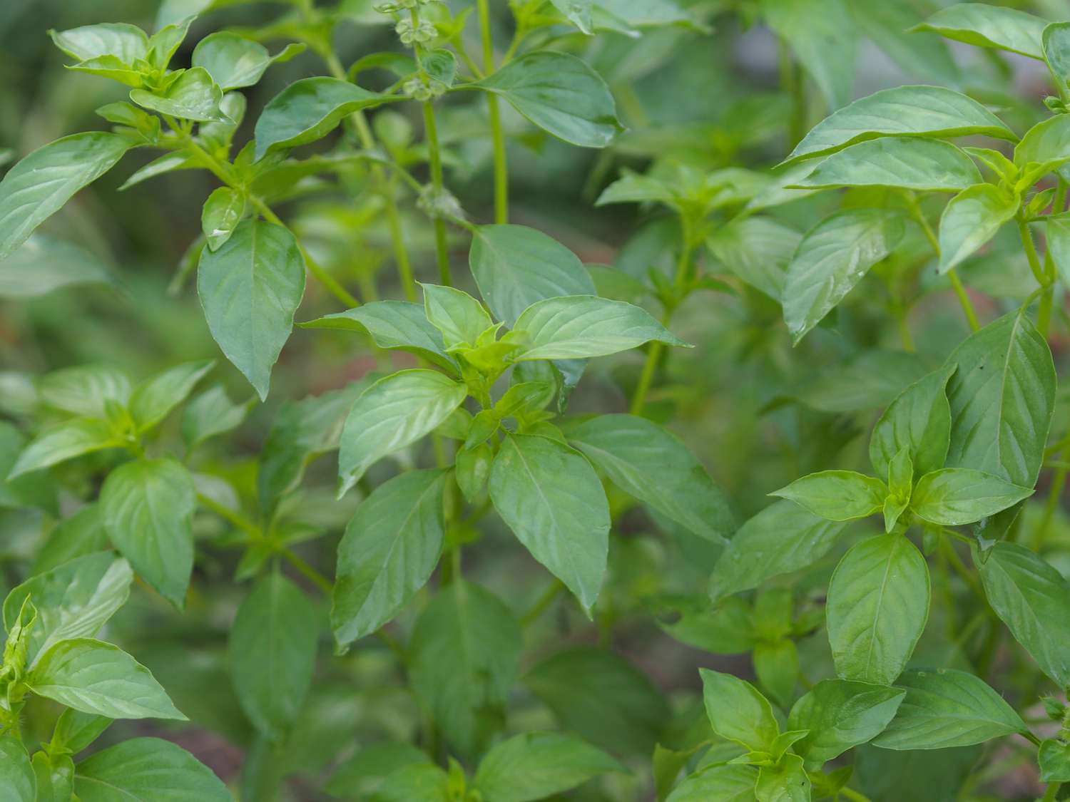 Basilic citronné dans le jardin avec des feuilles vertes minces, ovales et pointues.