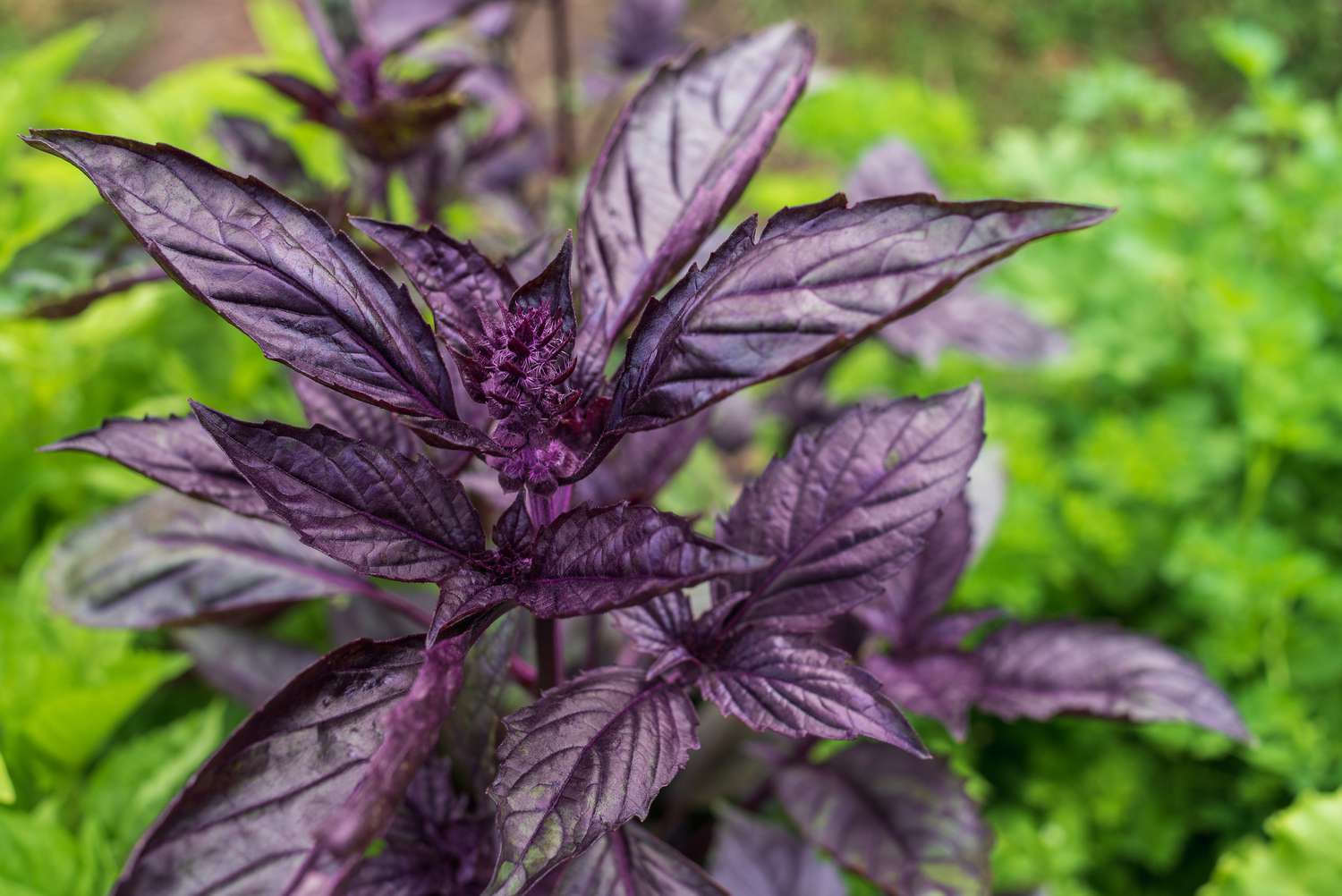 plante de basilic violet foncé avec des fleurs avec un jardin vert en arrière-plan