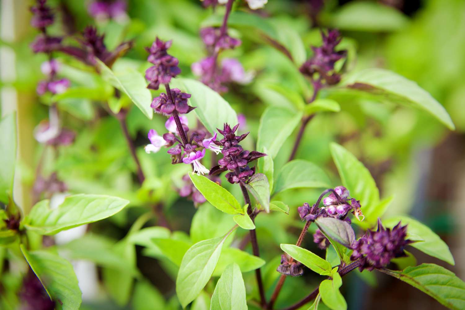 Plants de basilic thaïlandais à fleurs violettes