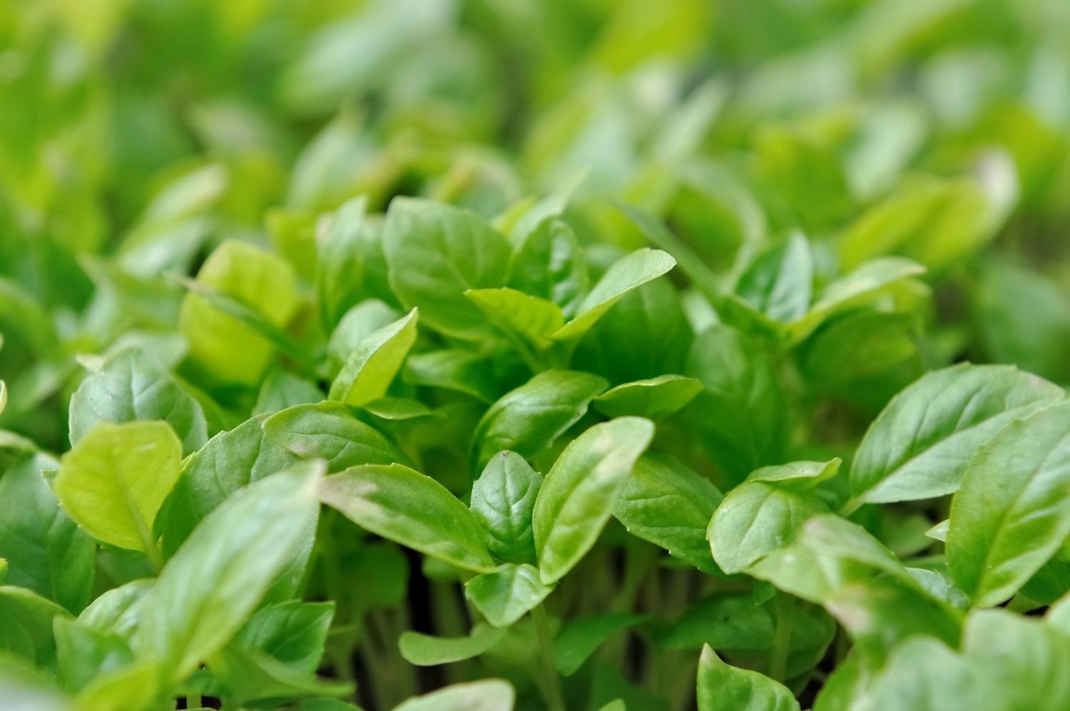 Basilic dans un jardin avec de petites feuilles vertes ovales