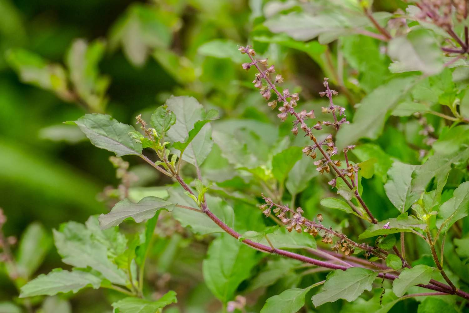 Plante de basilic sacré avec des tiges pourpres et des feuilles vertes.