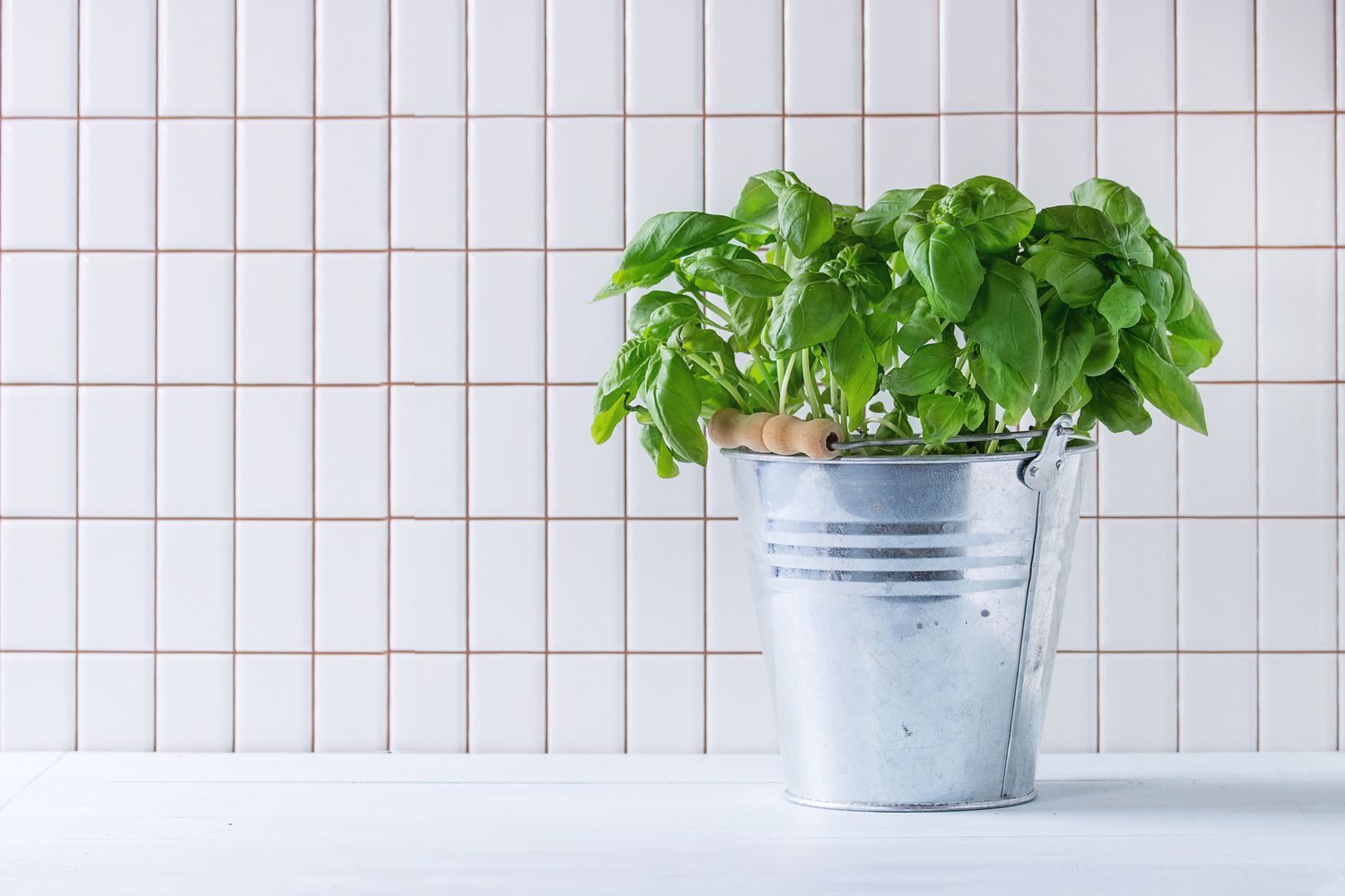 basilic en pot dans une salle de bain blanche