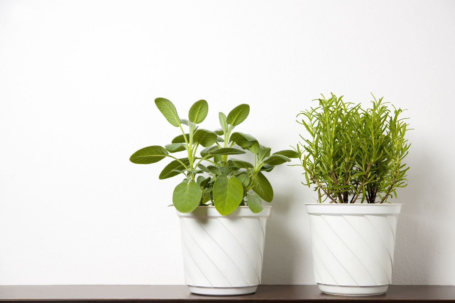 plantes dans des conteneurs auto-arrosants