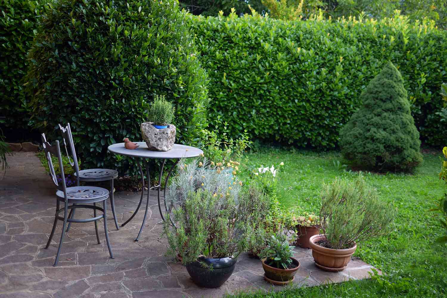 Herbes ligneuses à feuilles persistantes dans un jardin