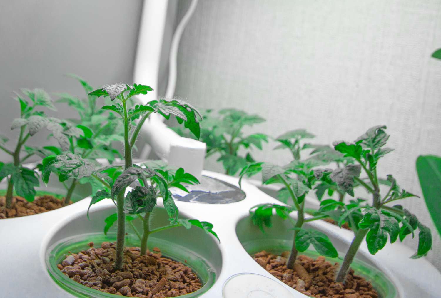 plantes dans un jardin hydroponique à domicile