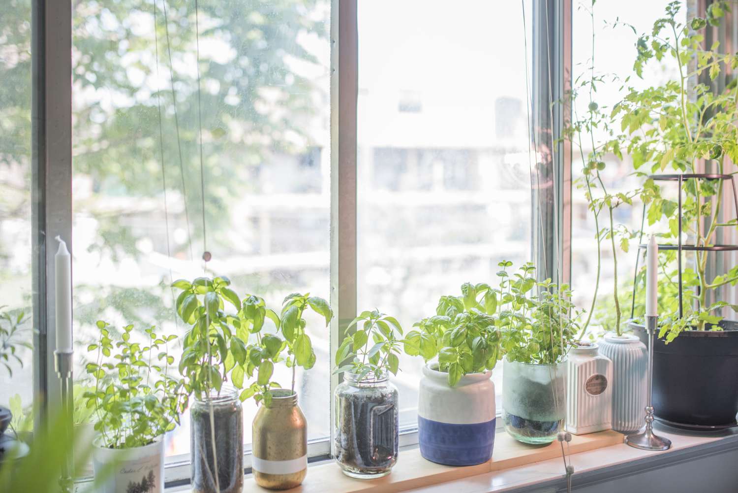 plantes aromatiques dans des conteneurs recyclés
