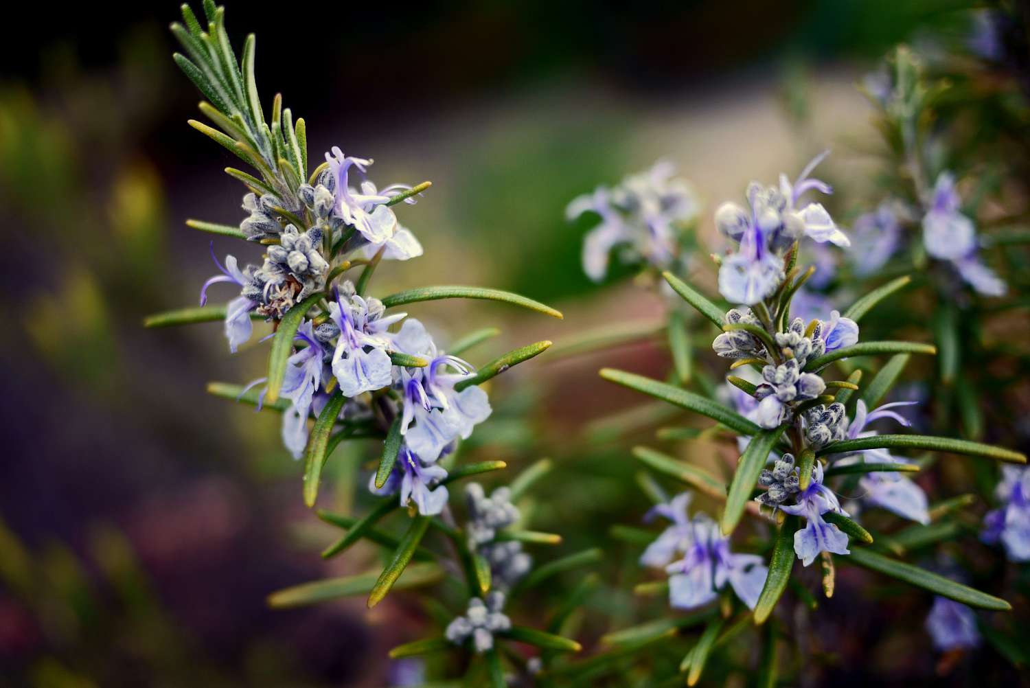 salvia rosmarinus