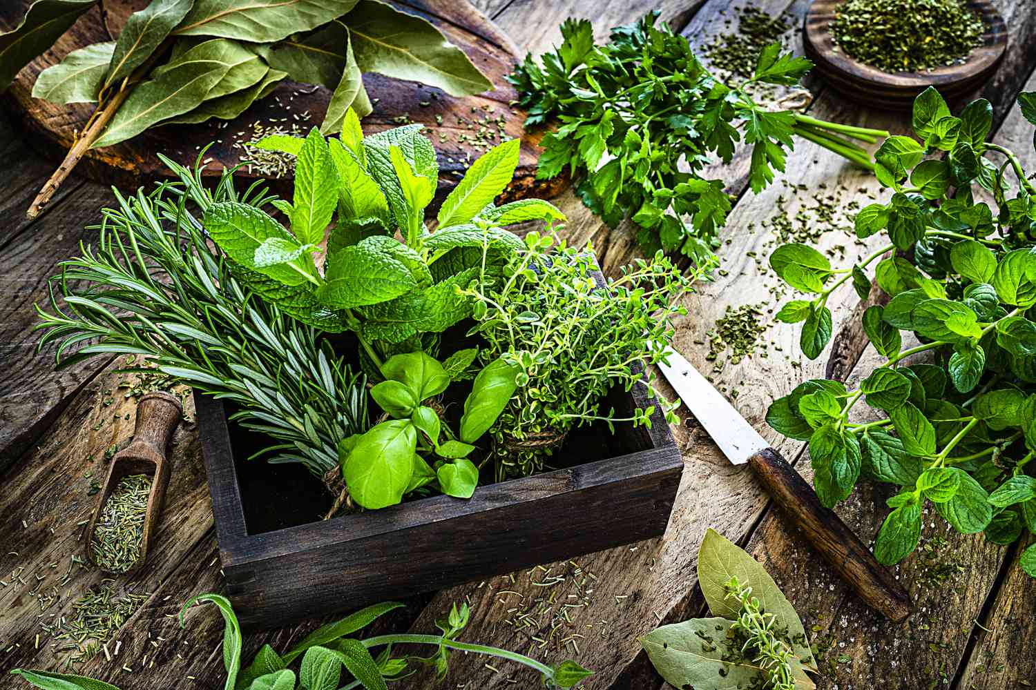 herbes fraîches dans une boîte en bois