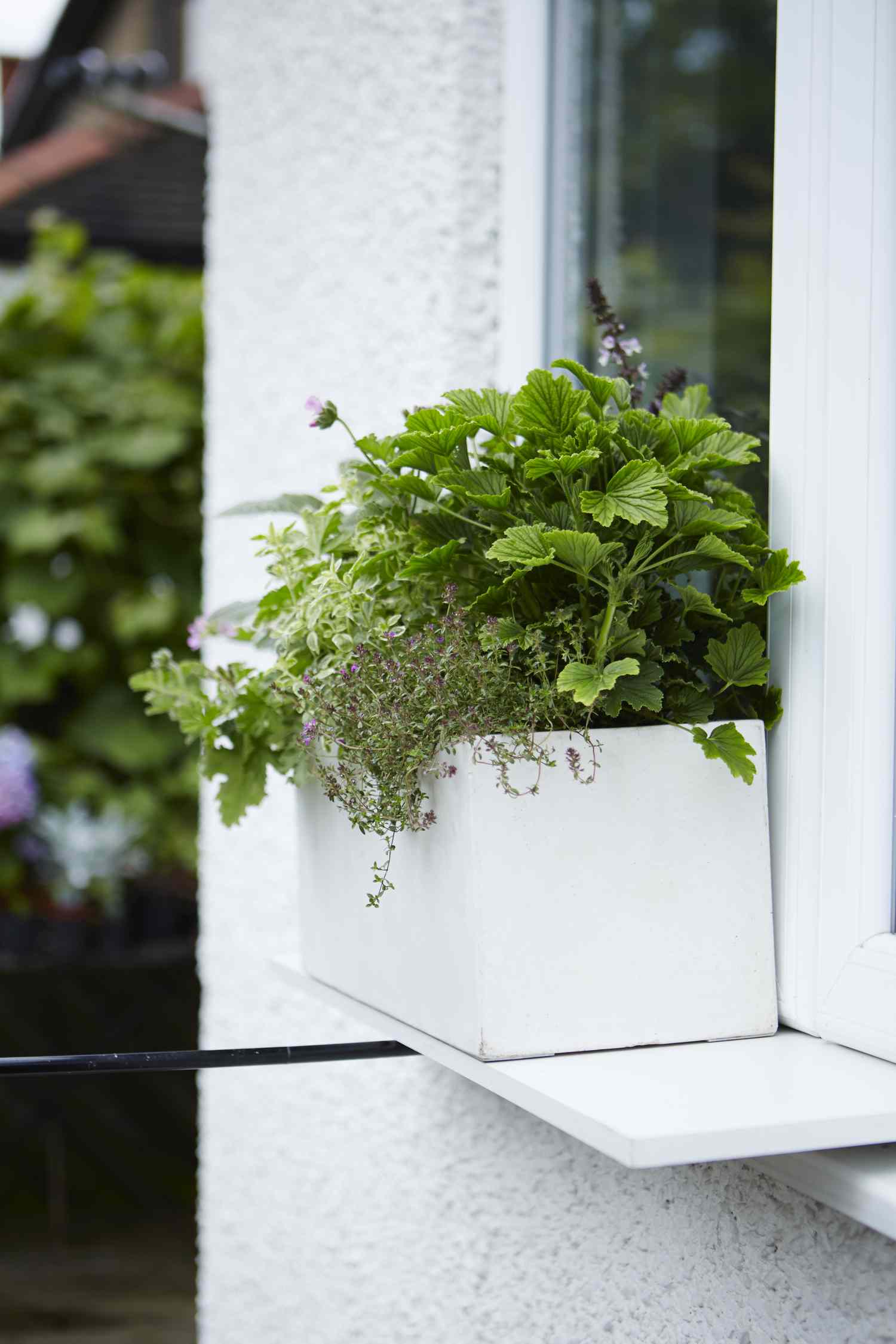 boîtes à herbes et à fleurs 