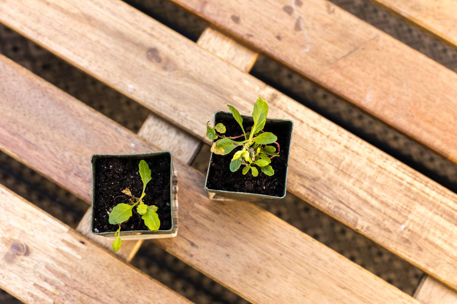 Vue aérienne de plants d'épazote