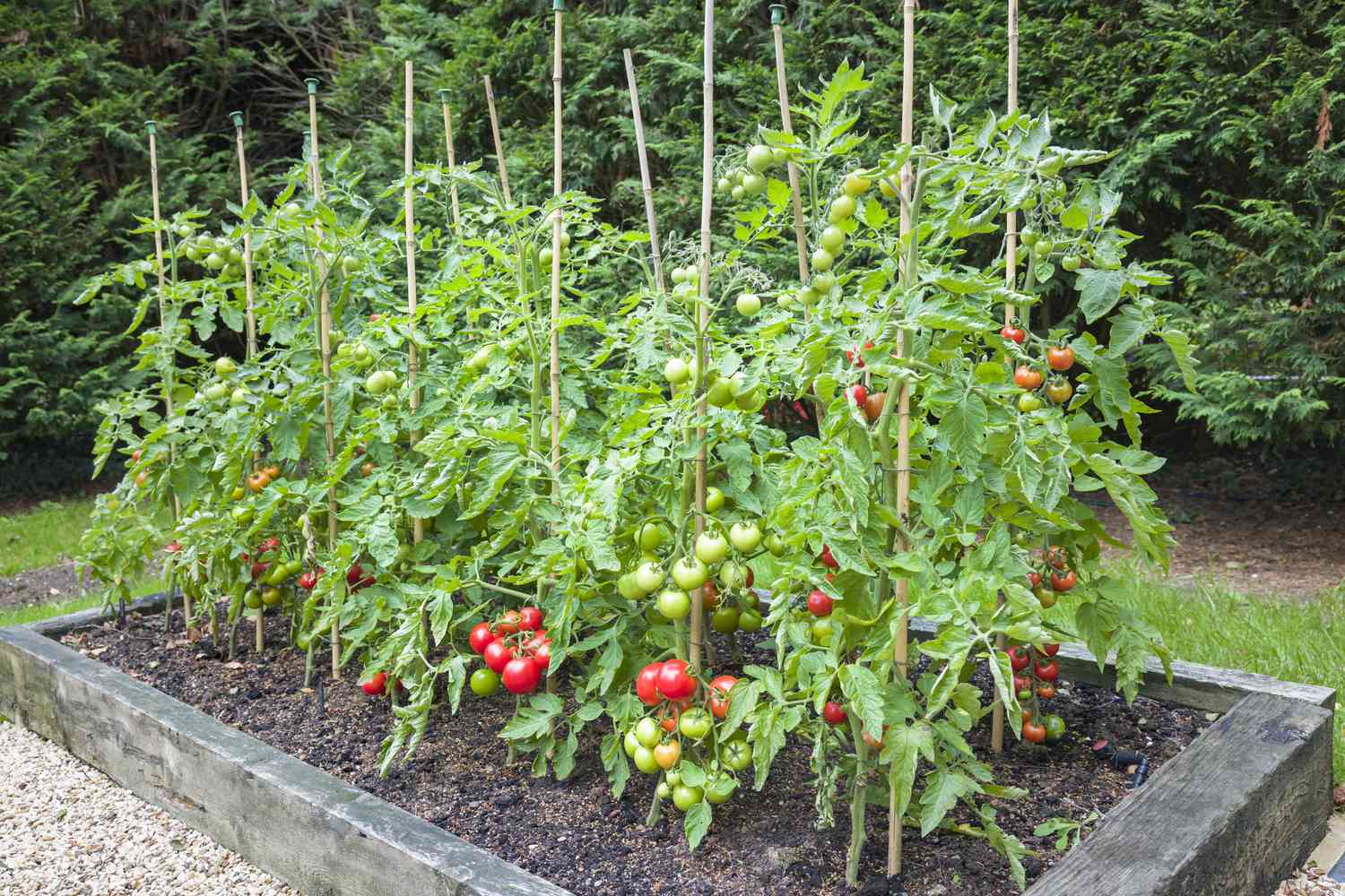 Tomates dans un lit surélevé