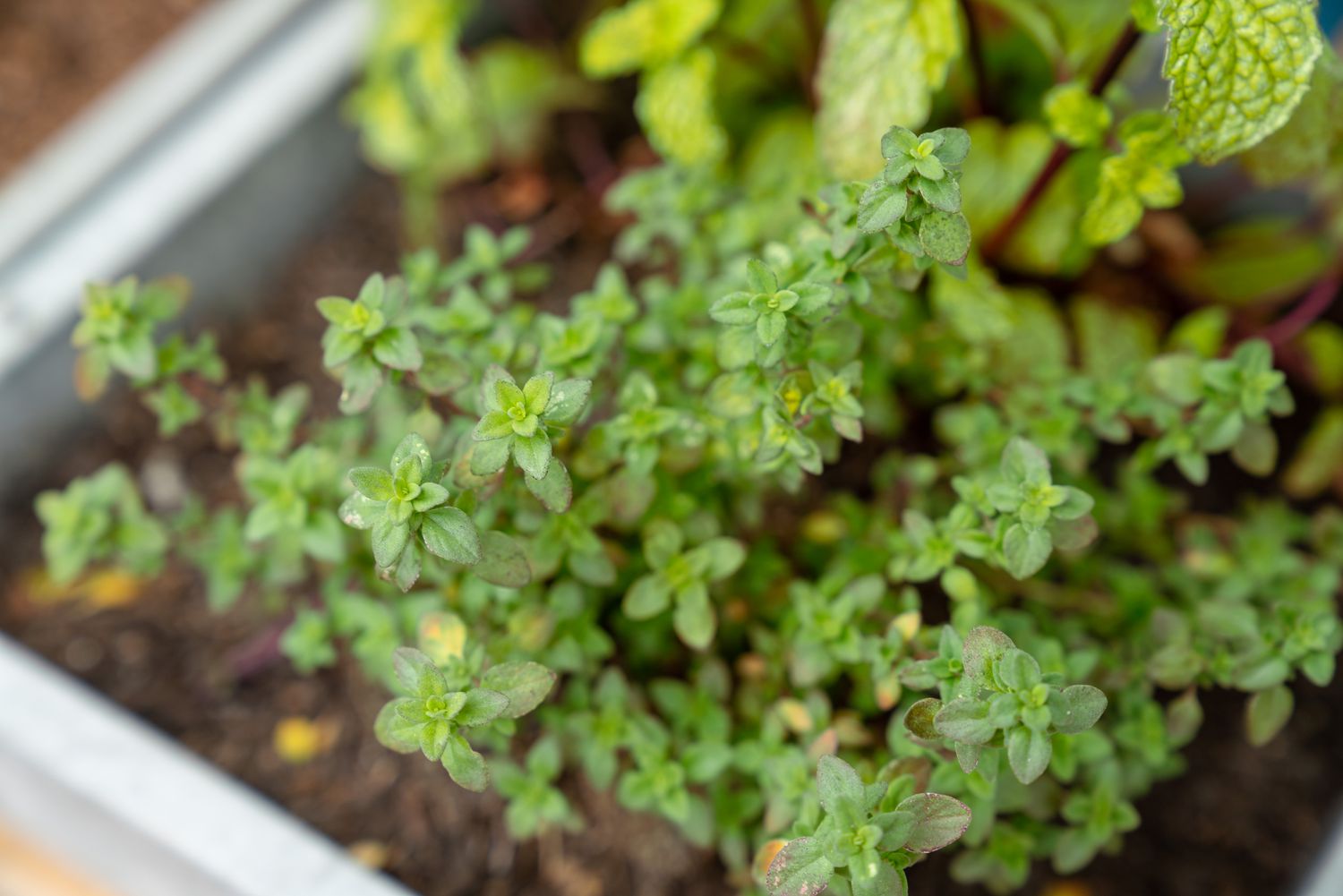 Tiges de thym citronné avec de minuscules feuilles ovales